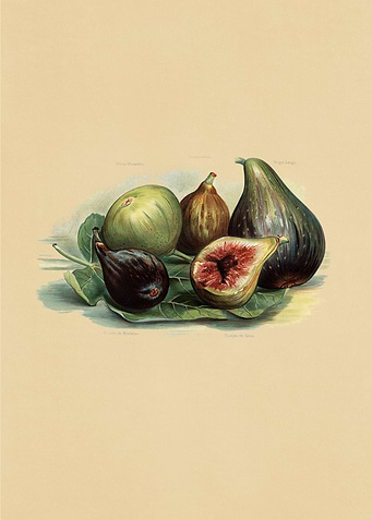 Vintage Fruits