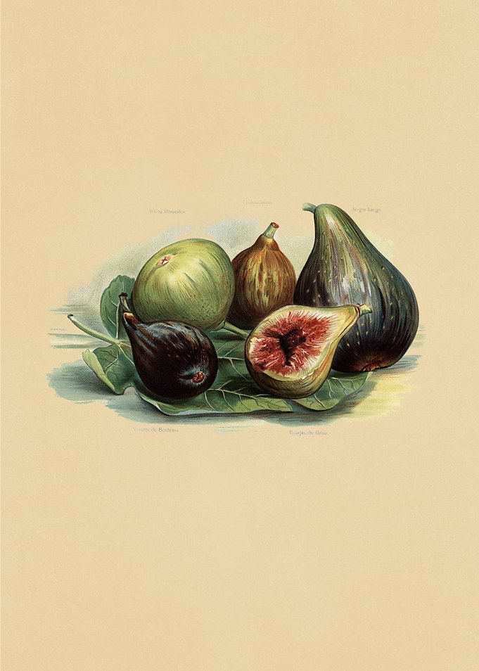 Vintage Fruits