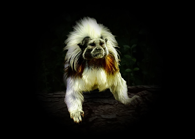 Cotton top tamarin