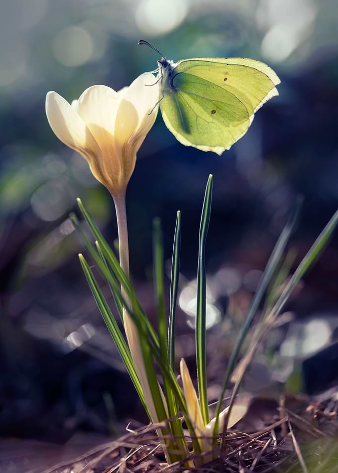 White crocuses