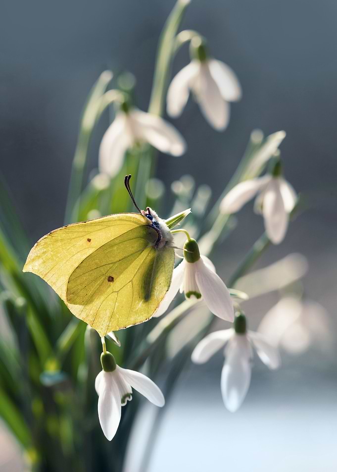The last snowdrops