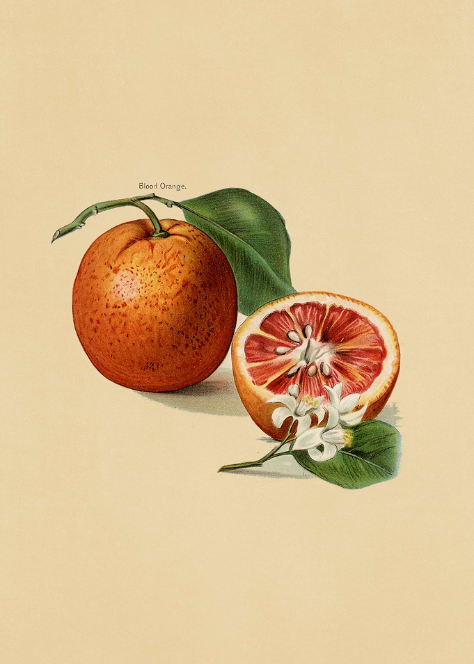 Vintage Fruits