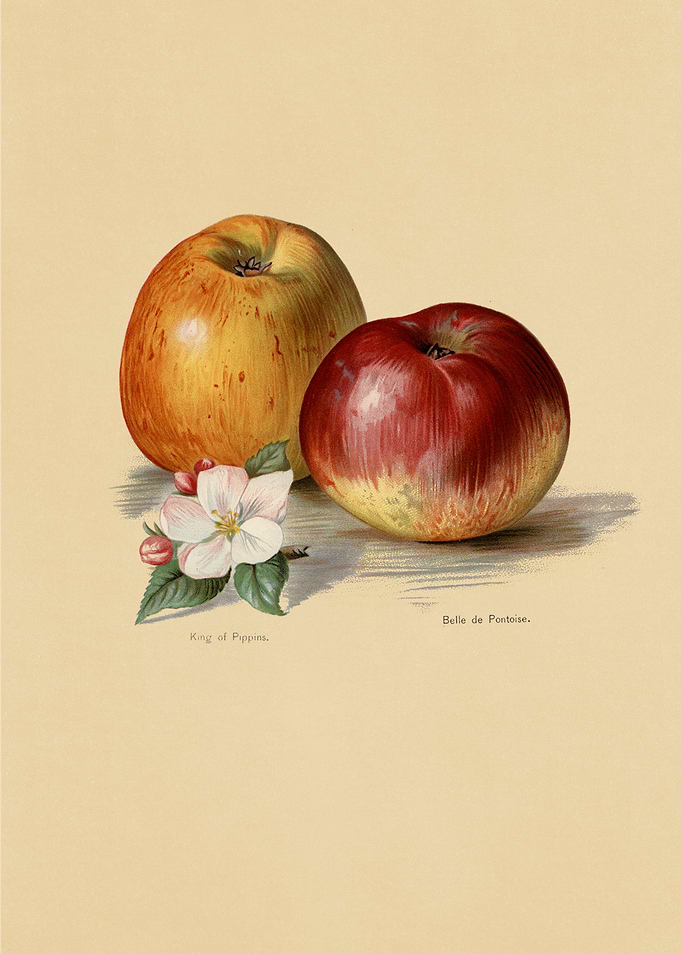 Vintage Fruits