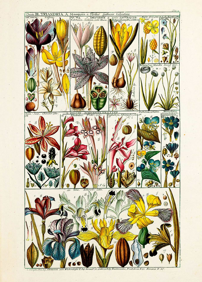 Retro Triandria Plants