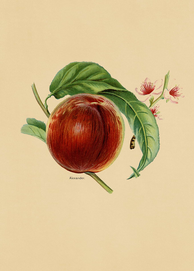 Vintage Fruits