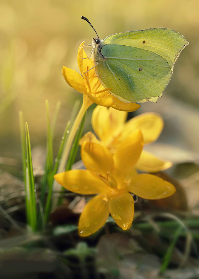 Yellow crocuses