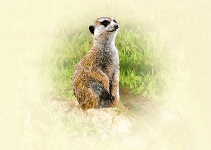 Meerkat