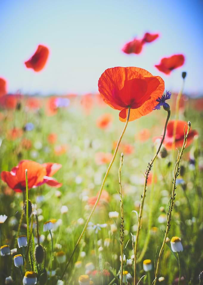 Poppy