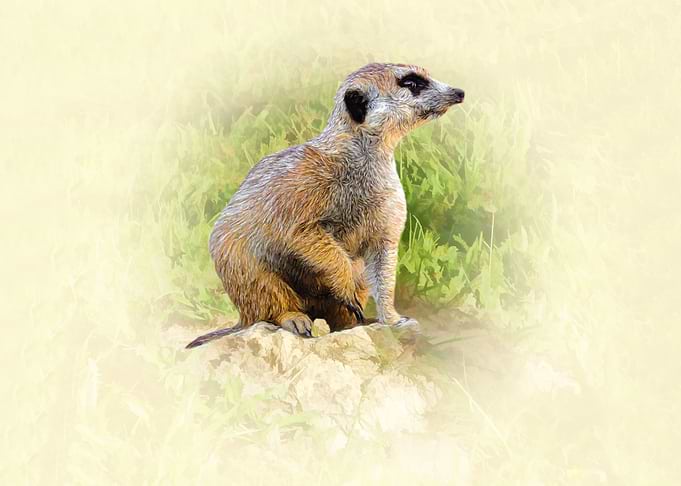 Meerkat