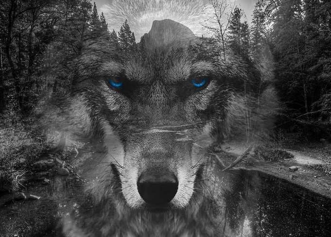 Wolf with blue eyes