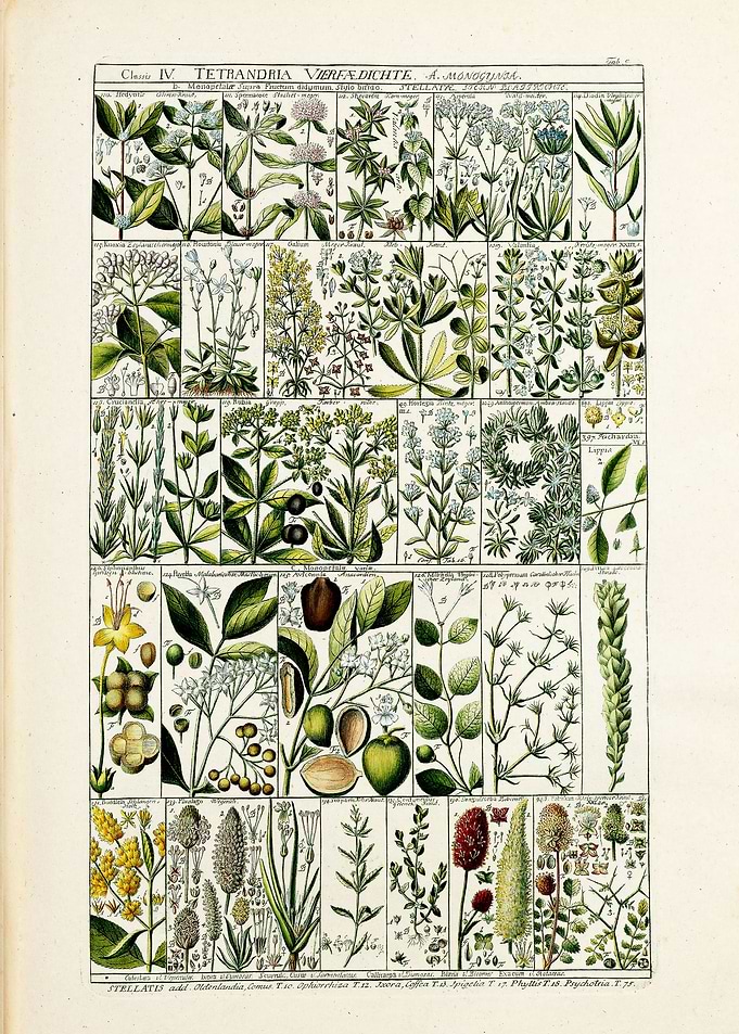 Retro Tetrandria Plant