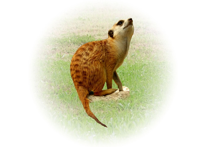 Meerkat