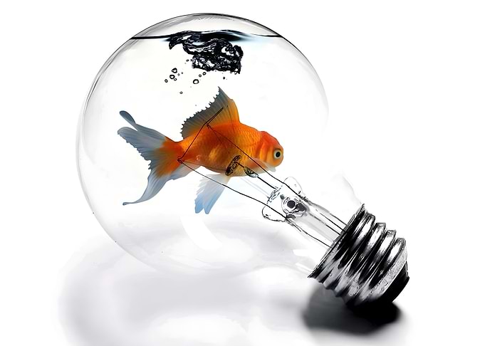 Goldfish