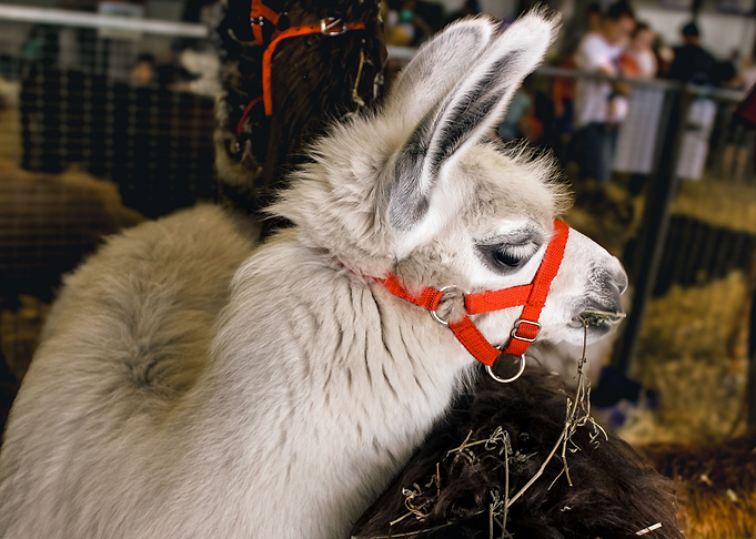 White Baby Llama