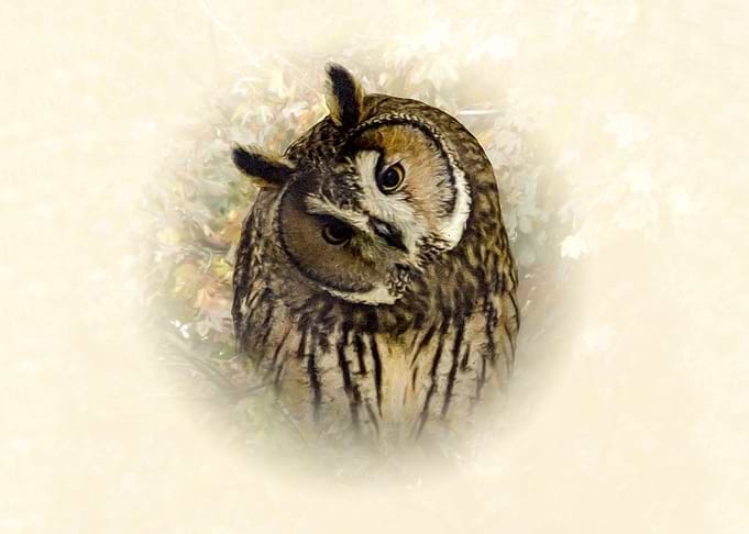 Owl portrait
