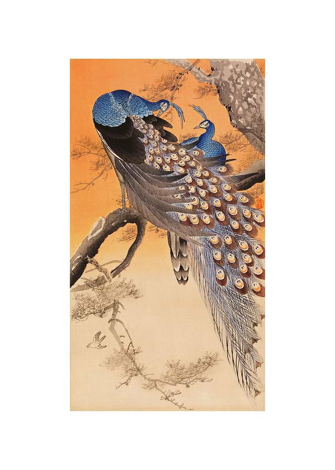 Two Peacocks
