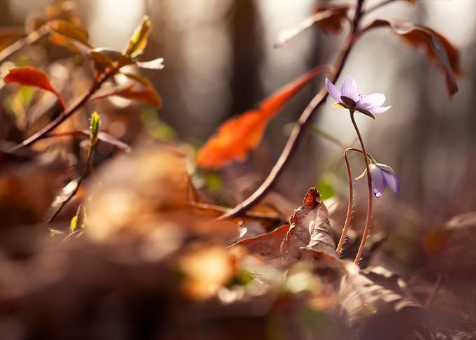 Spring flowers