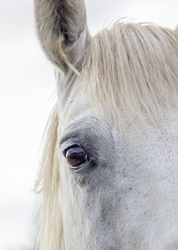 White Horse