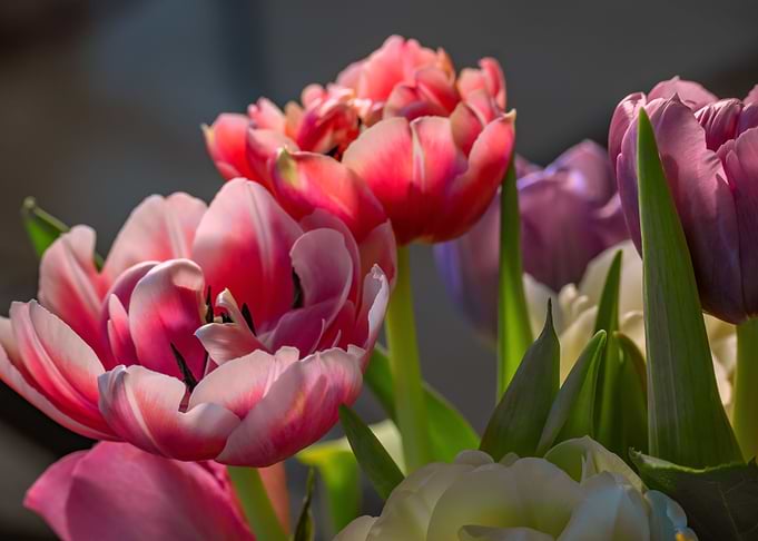 Spring Awakening