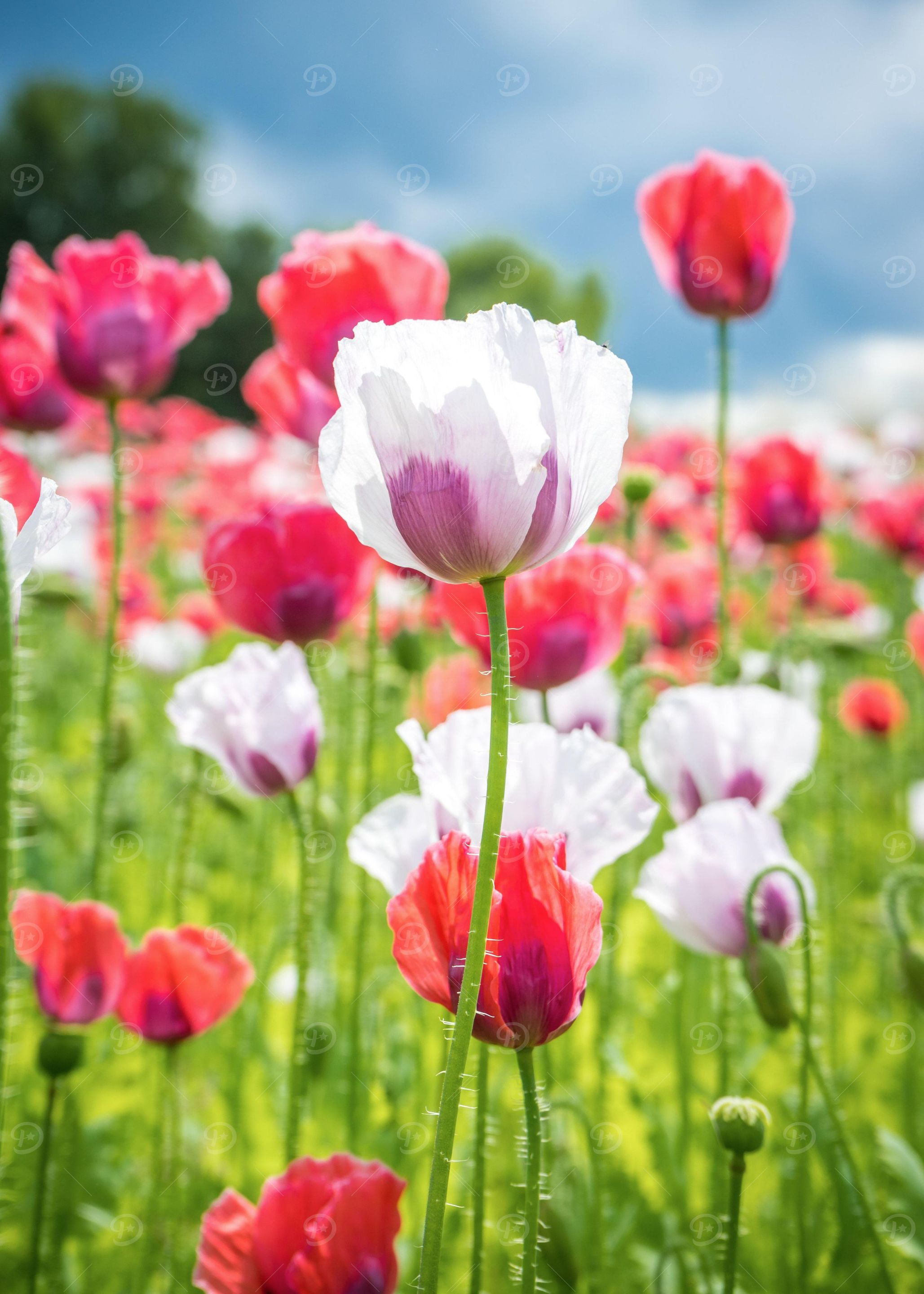 Poppy