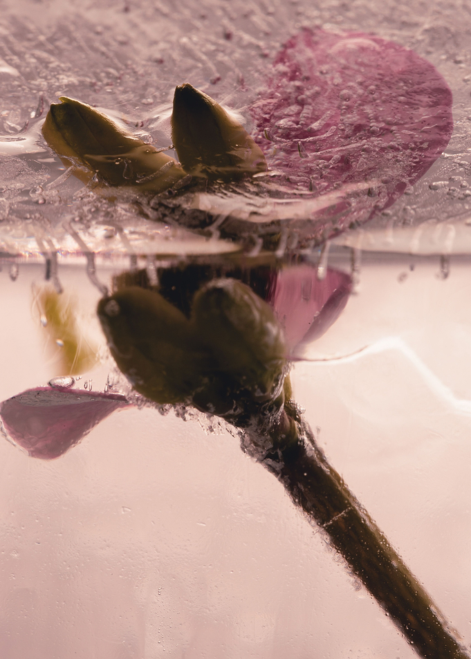 crown of thorns in ice 1
