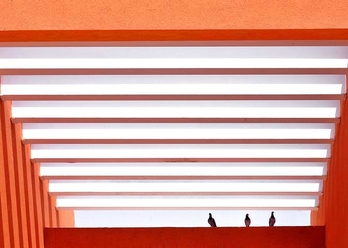 orange and bird