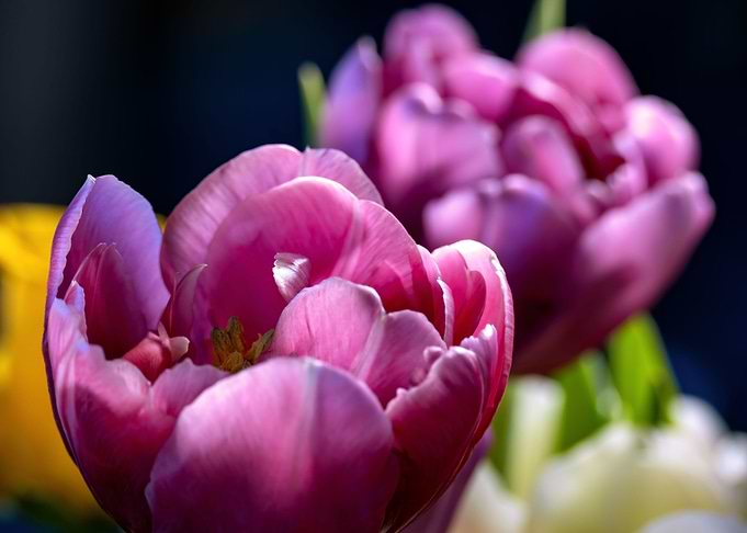 Spring Awakening