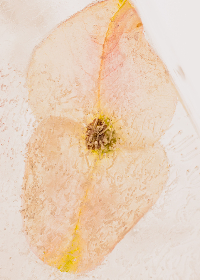 crown of thorns in ice 5