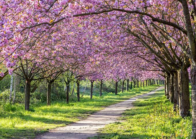 Cherry blossom alley