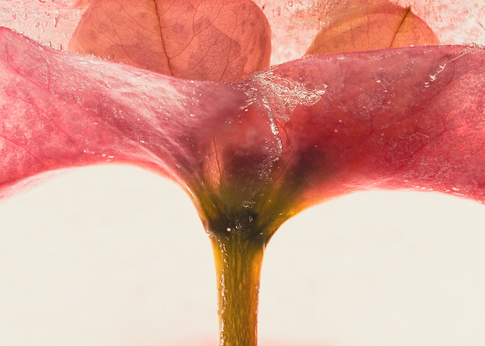 crown of thorns in ice 4