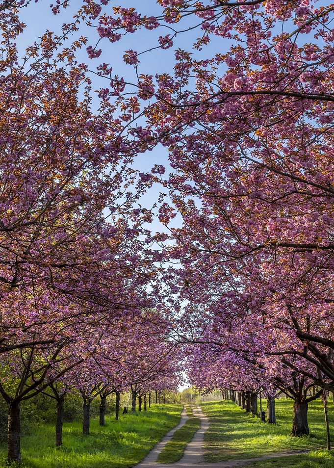 Beautiful cherry blossom