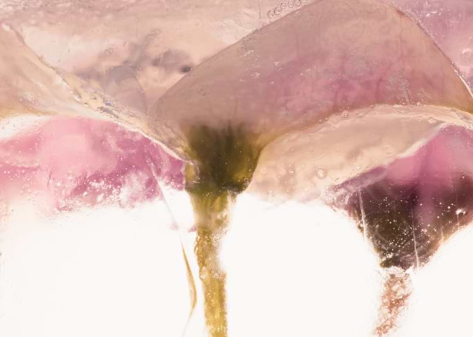 crown of thorns in ice 3