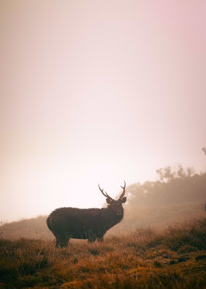 elk