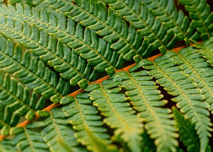 The green of nature