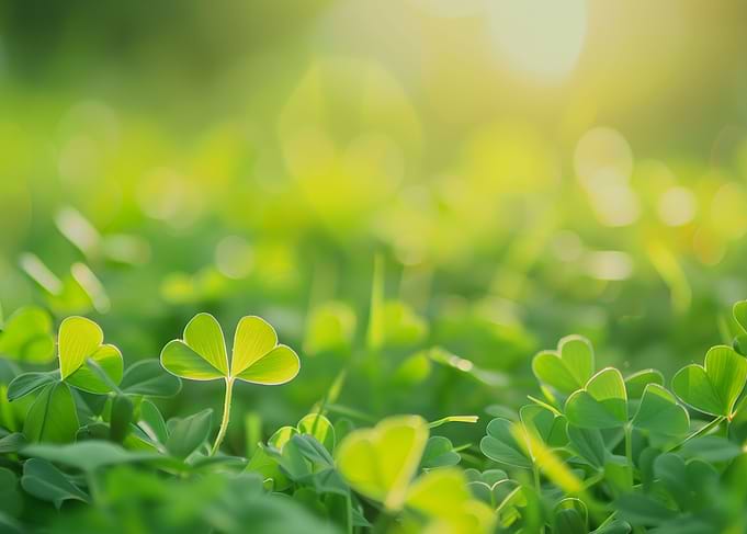 Shamrocks
