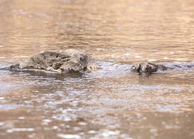 Rocks in brown water