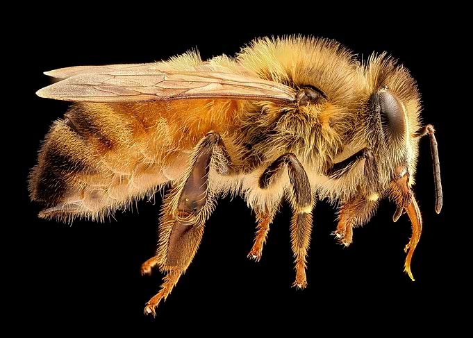 Bee