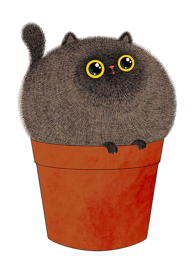 Cattus