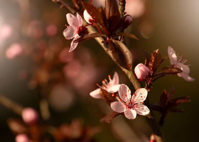Spring flowers