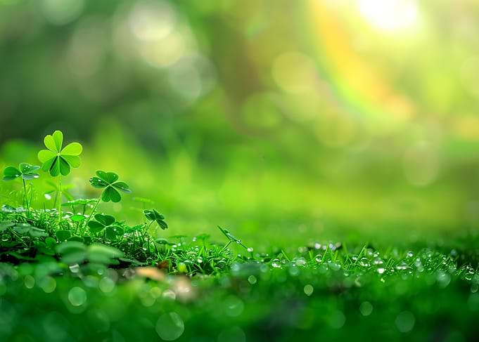 Shamrocks