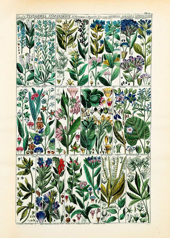 Vintage Pentandria Plants