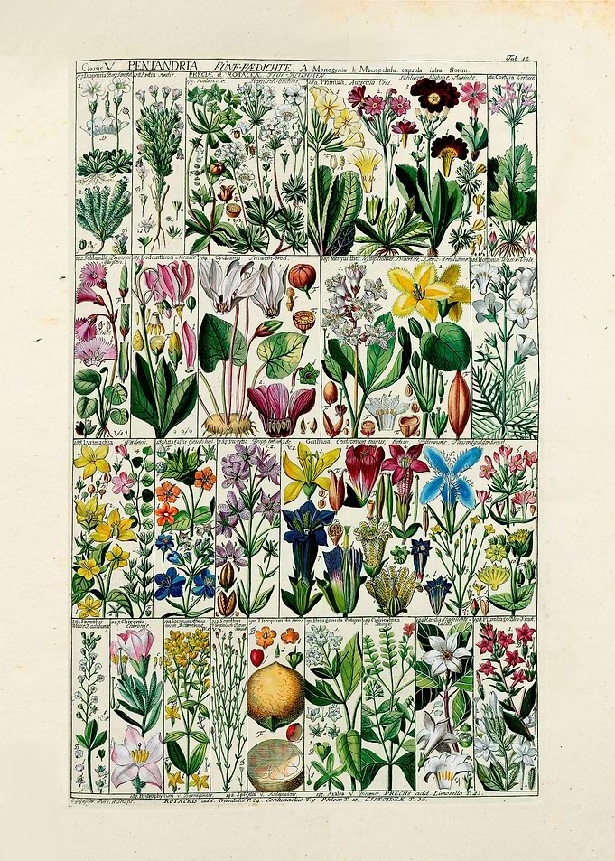 Vintage Pentandria Flowers