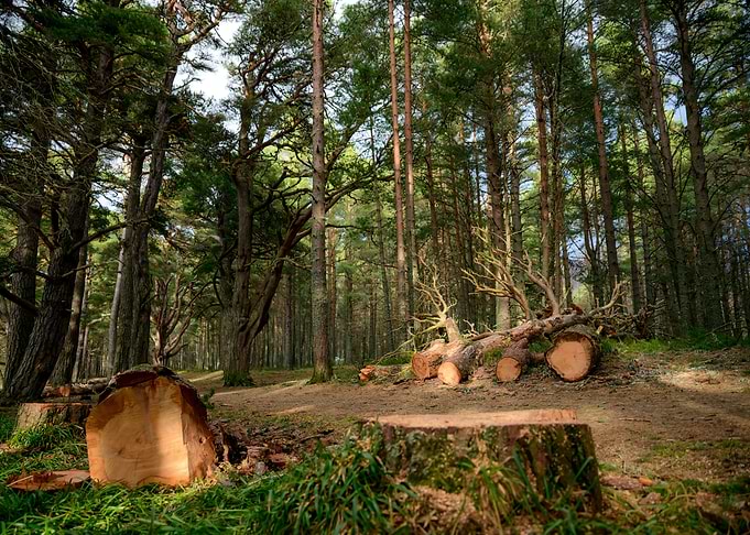 Wood Near Lake