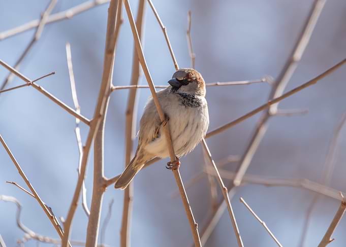 Male house sparrow