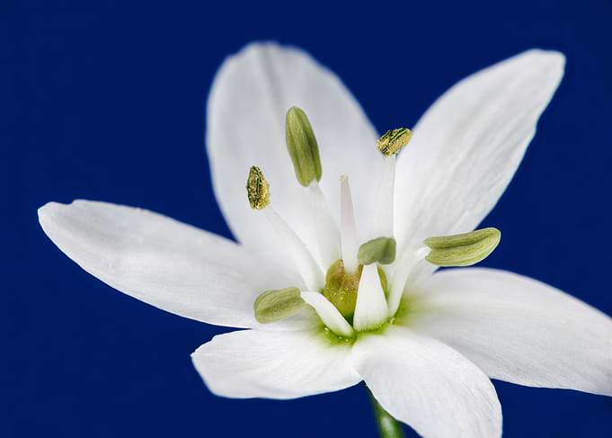 Sllium neapolitanum