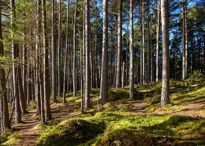 Forest Light and Shadows