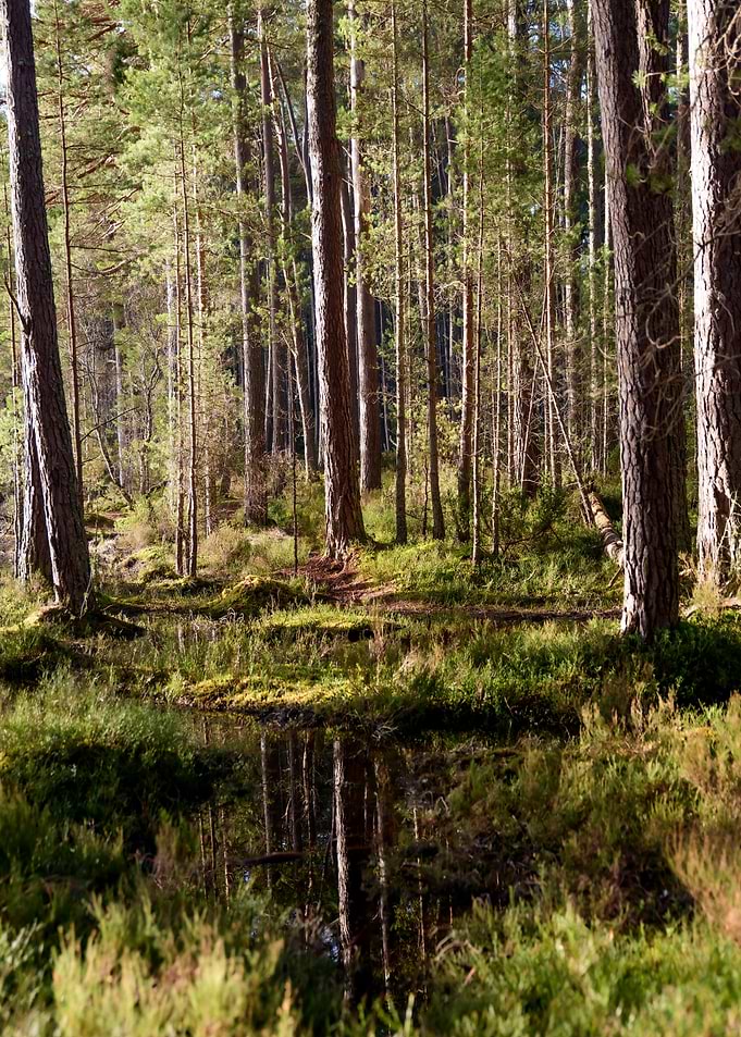 Woodlands