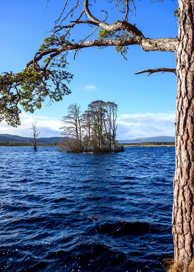 Island of Trees