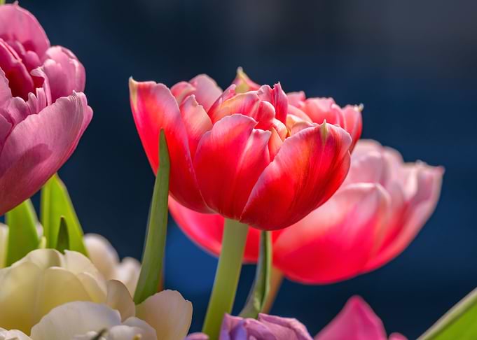 Spring Awakening