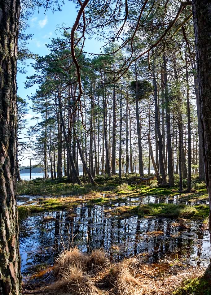 Pine Trees Window